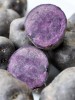 Contre l’hypertension, cuisinez la pomme de terre violette